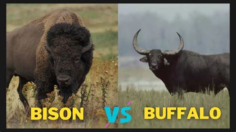 difference between yak and bison|What Is The Difference Between Cattle, Bison, .